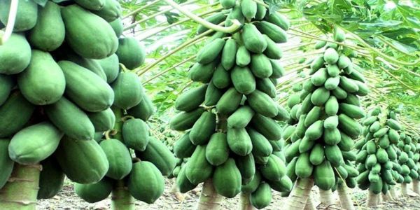 সাঁথিয়ার কৃষক নান্নুর পেঁপে চাষে সাফল্য